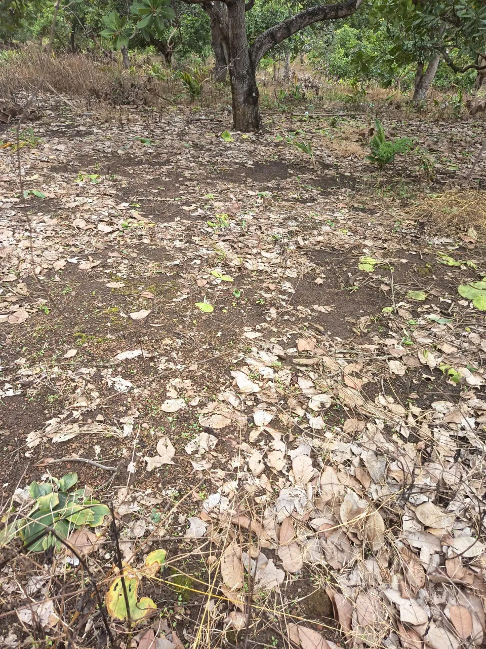 1,9 ha điều, mặt tiền đường bê tông