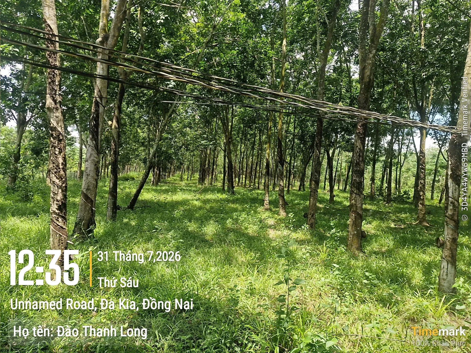 Bán 1,53 héc ta đất rẩy cao su đã có 400 thổ cư sẵn sàng tách sổ tại xã Phước Minh cũ